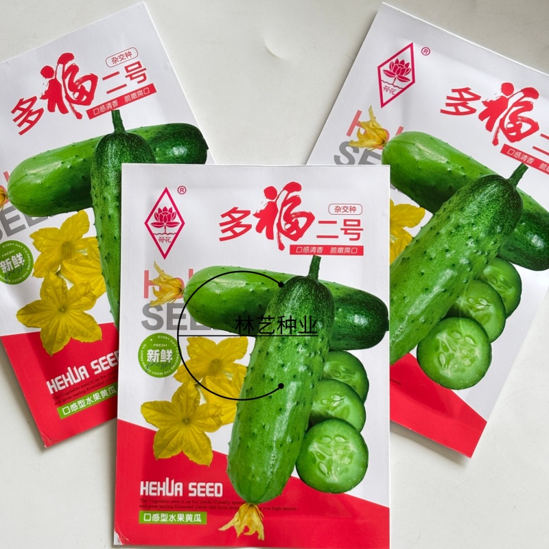 多福二号水果黄瓜种子杂交一代杂熟多雌白刺瓜把短口感脆甜春