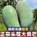 实力『青皮金煌芒』广西正宗芒果基地直发对接全国抖音快手