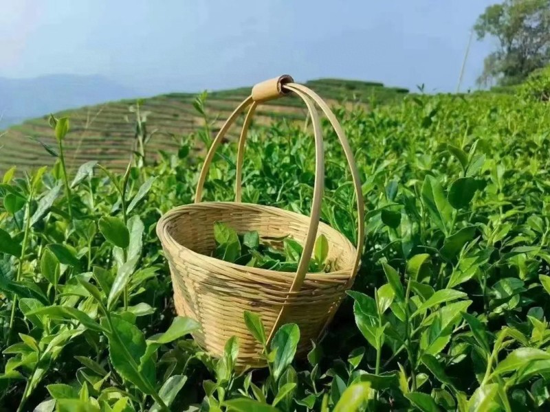1斤铁观音（高山茶大师炒）新茶花香铁观音茶叶浓香型乌龙茶