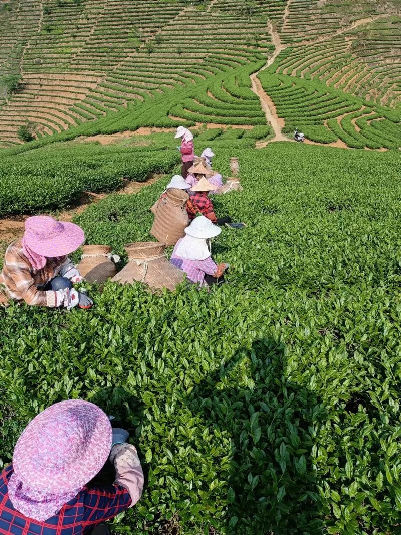 1斤铁观音（高山茶大师炒）新茶花香铁观音茶叶浓香型乌龙茶