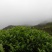 1斤铁观音（高山茶大师炒）新茶花香铁观音茶叶浓香型乌龙茶