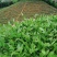 半斤铁观音（高山茶大师炒）新茶花香铁观音茶叶浓香型乌龙茶