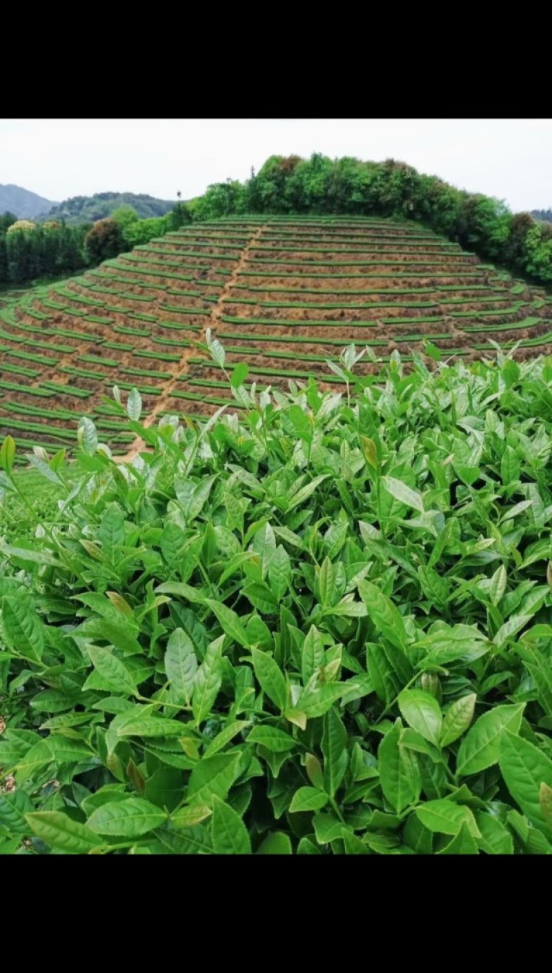 半斤铁观音（高山茶大师炒）新茶花香铁观音茶叶浓香型乌龙茶