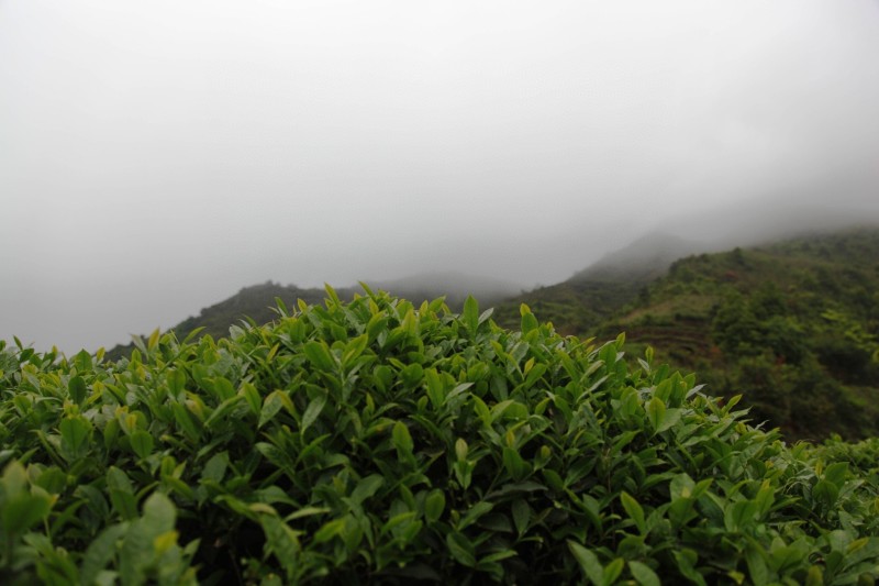 半斤铁观音（高山茶大师炒）新茶花香铁观音茶叶浓香型乌龙茶
