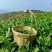 半斤铁观音（高山茶大师炒）新茶花香铁观音茶叶浓香型乌龙茶
