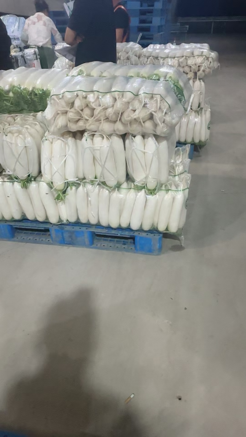 白萝卜