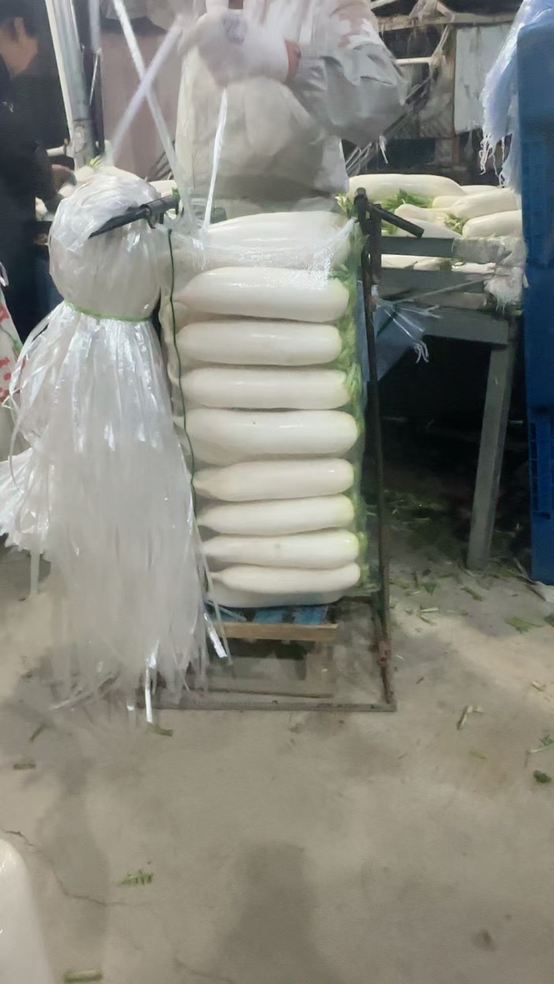 白萝卜