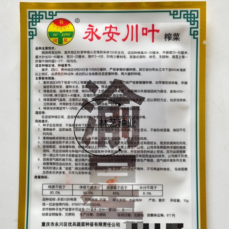 永安川叶榨菜种子优质高产耐寒抗病商品性佳农家
