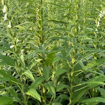 航天雪芝白芝麻种子单杆型白花早熟抗病抗倒耐重茬春夏芝