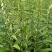 航天雪芝白芝麻种子单杆型白花早熟抗病抗倒耐重茬春夏芝