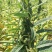 航天雪芝白芝麻种子单杆型白花早熟抗病抗倒耐重茬春夏芝