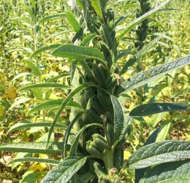 航天雪芝白芝麻种子单杆型白花早熟抗病抗倒耐重茬春夏芝