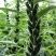 航天雪芝白芝麻种子单杆型白花早熟抗病抗倒耐重茬春夏芝