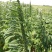 航天雪芝白芝麻种子单杆型白花早熟抗病抗倒耐重茬春夏芝