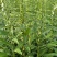 航天雪芝白芝麻种子单杆型白花早熟抗病抗倒耐重茬春夏芝