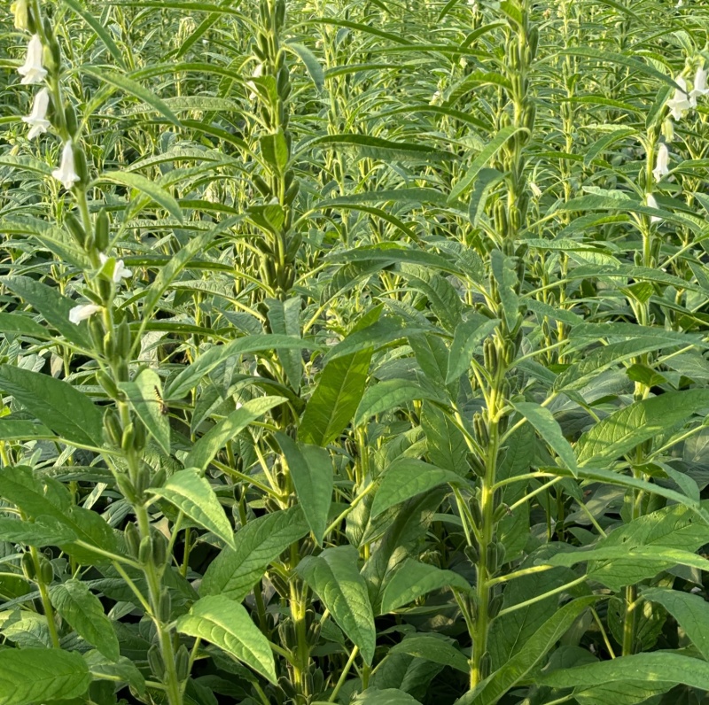 航天雪芝白芝麻种子单杆型白花早熟抗病抗倒耐重茬春夏芝