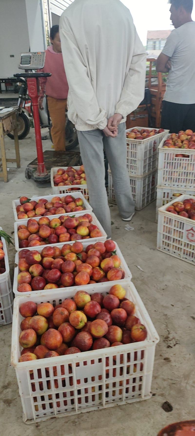 砀山油桃，支持电商，外贸，加工厂，批发市场货源充足代发货