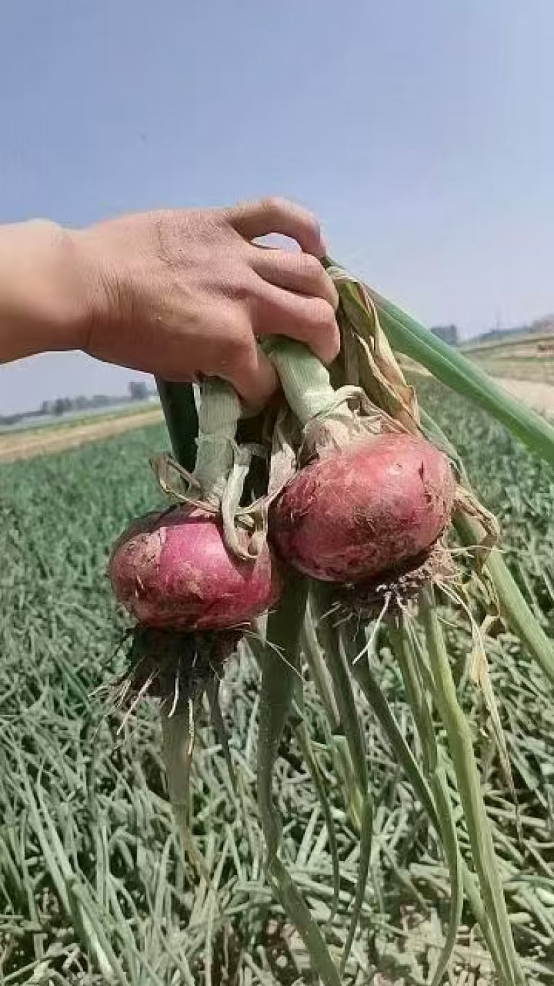 洋葱二红洋葱