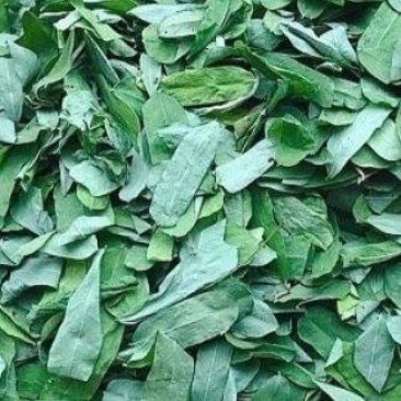鸡骨草相思叶相思茶新鲜出炉基地直供价格实惠欢迎大家来采购