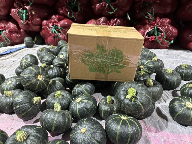 惠和一号贝贝南瓜