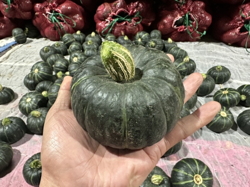 惠和一号贝贝南瓜