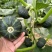 惠和一号贝贝南瓜