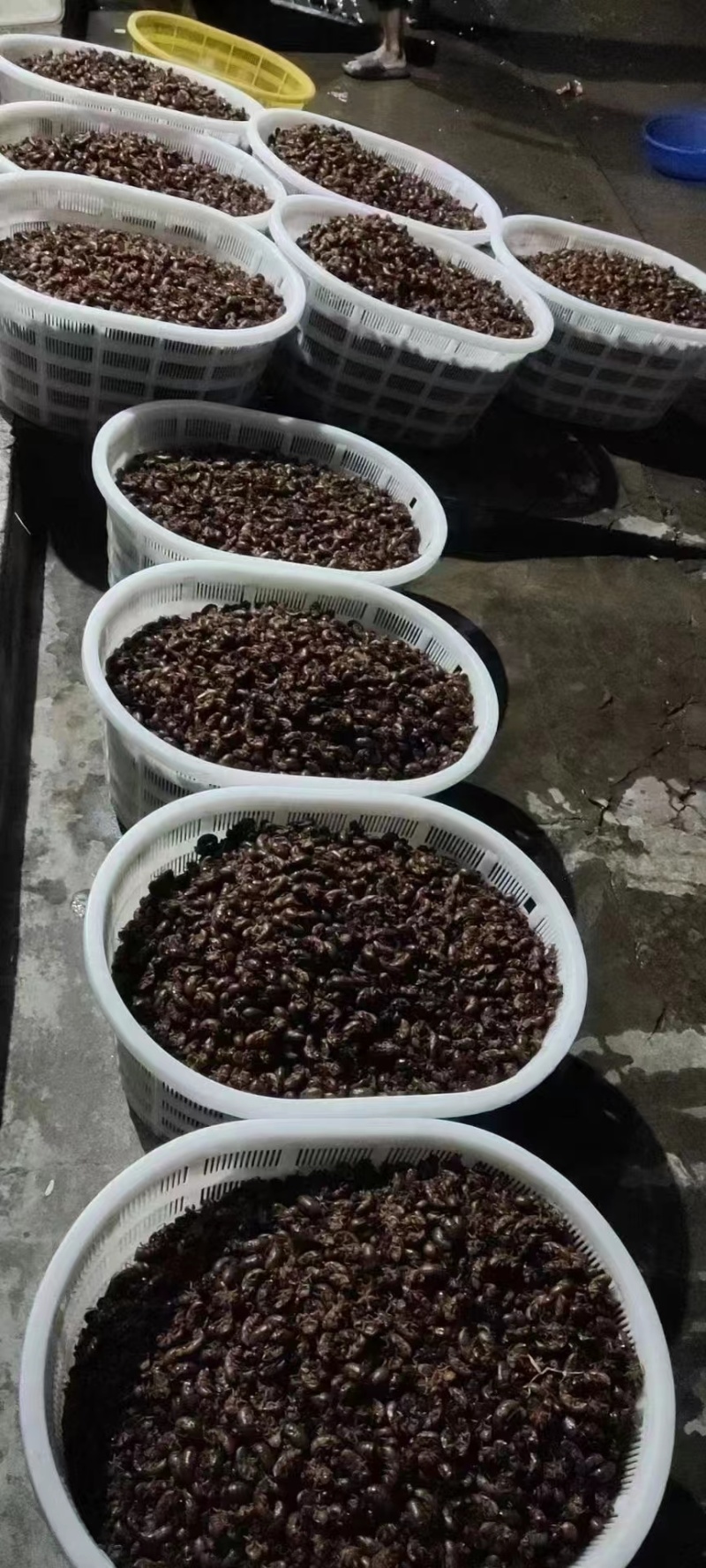 量大价格美丽
