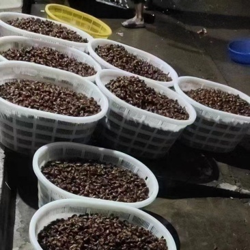 量大价格美丽