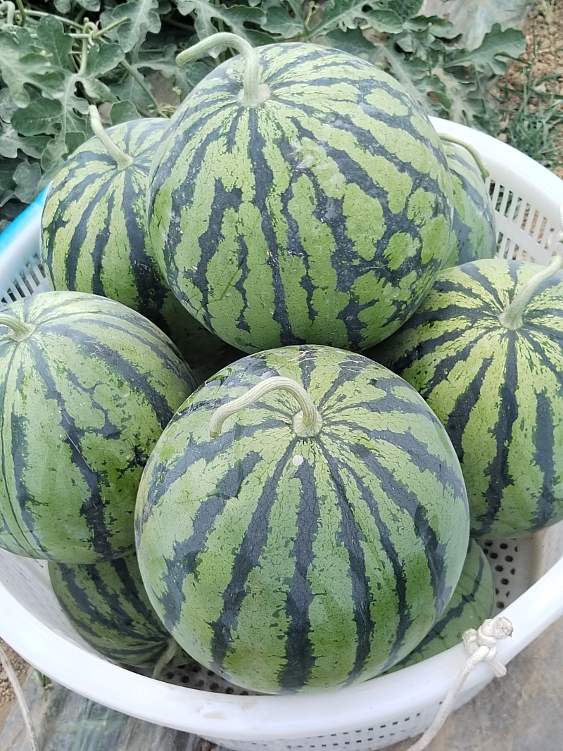 美都，丽都，口口翠