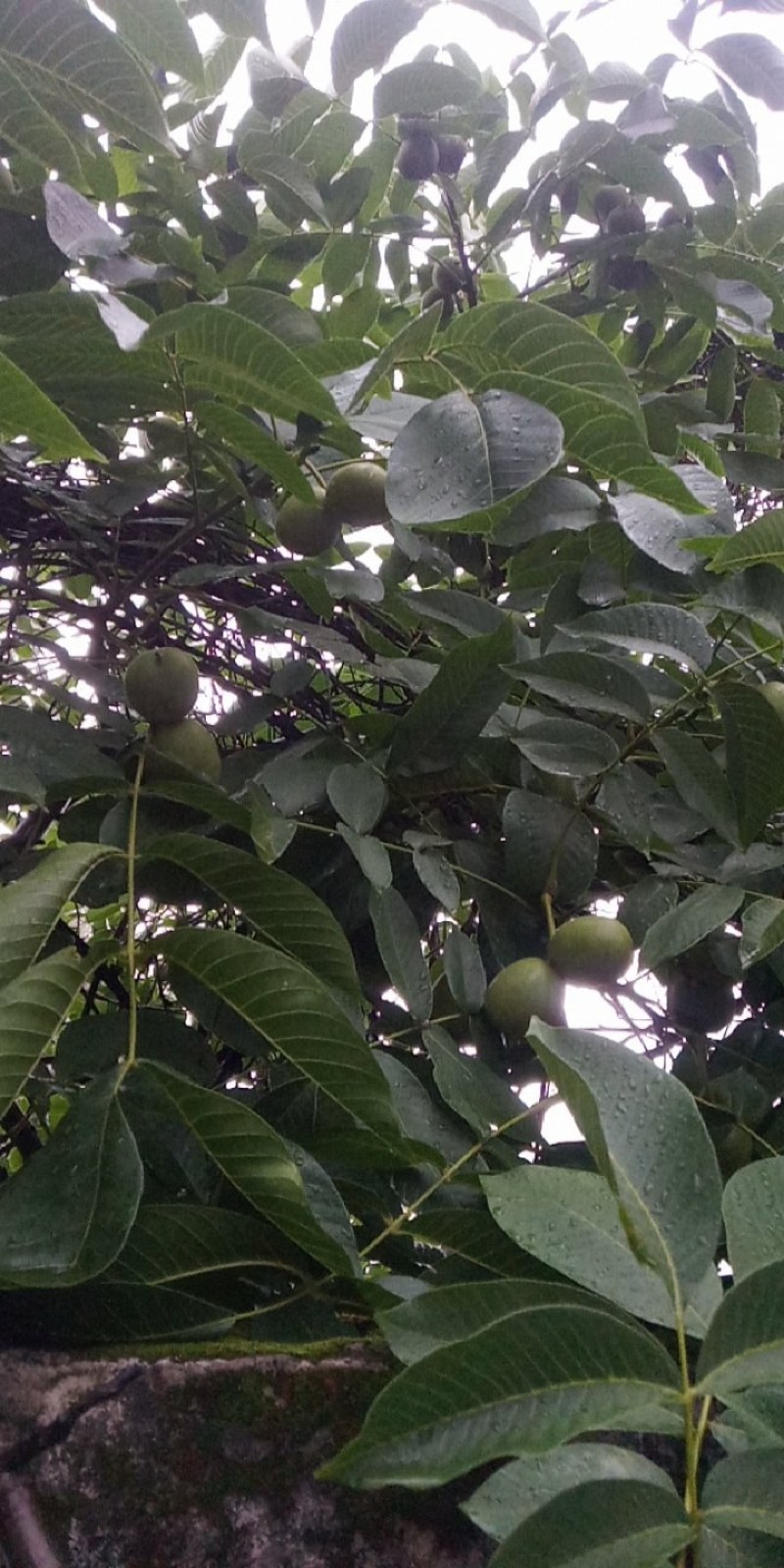 凉山青皮核桃品质保证服务周到产地直发价格美丽
