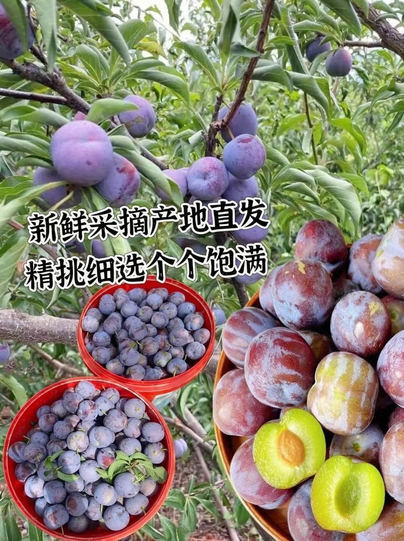 四川五月脆凤凰李子脱骨李产地直发专业对接电商果多多美团仓