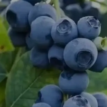 出售新鲜蓝莓果，品种多，上千亩蓝莓基地，