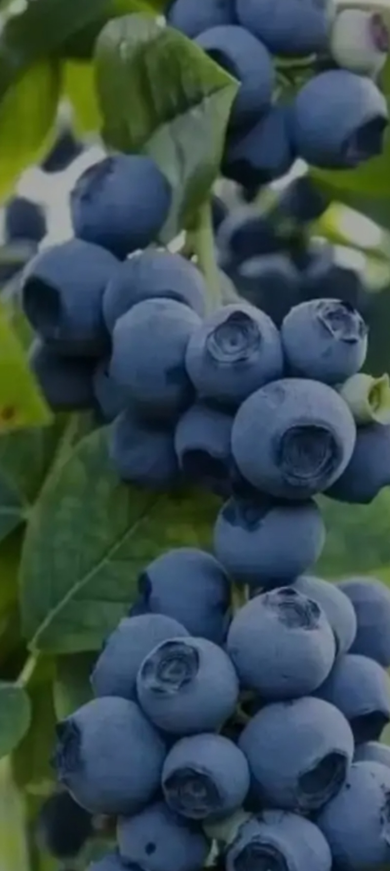 出售新鲜蓝莓果，品种多，上千亩蓝莓基地，