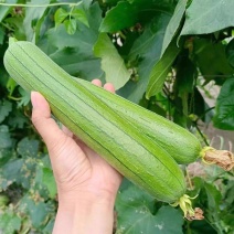 油皮丝瓜，肉丝瓜，短棒丝瓜，产地供应