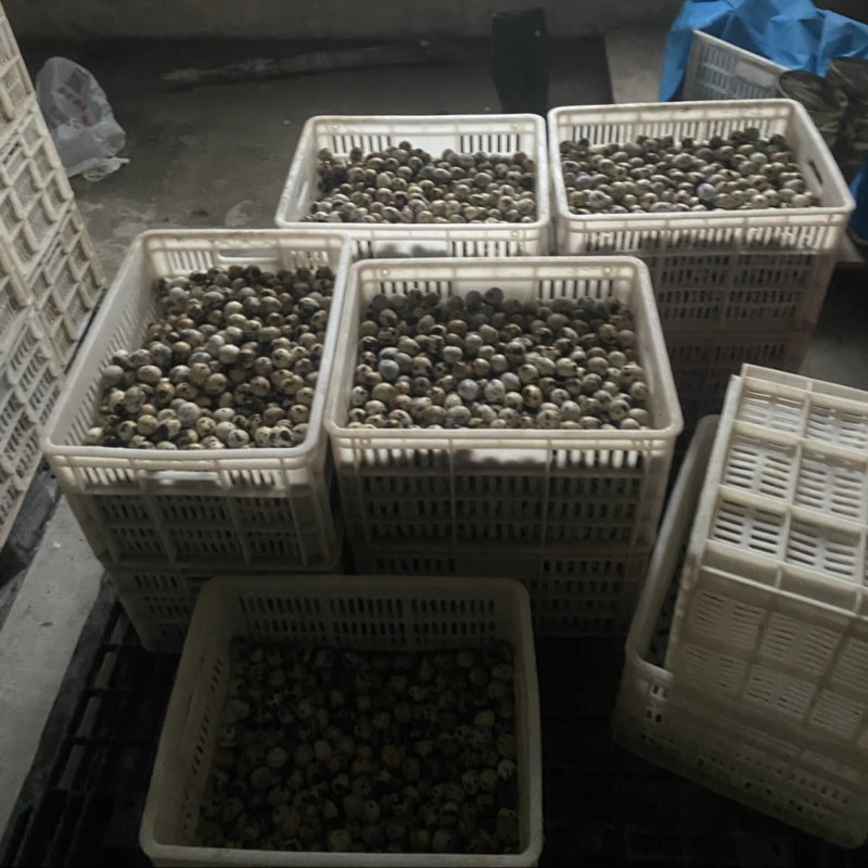 鹌鹑蛋，新鲜大量供应