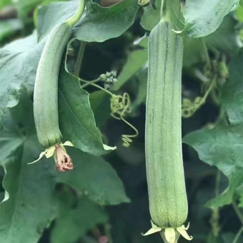 油皮丝瓜，肉丝瓜，短棒丝瓜，产地供应