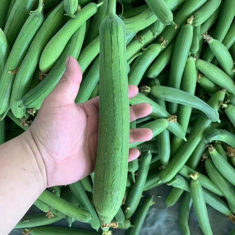 油皮丝瓜，肉丝瓜，短棒丝瓜，产地供应