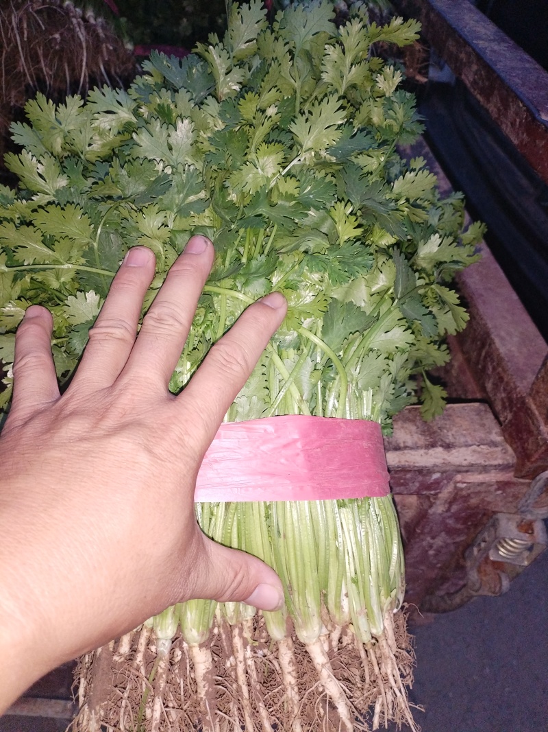 铁杆香菜大量上市产地直发一手货源保质保量
