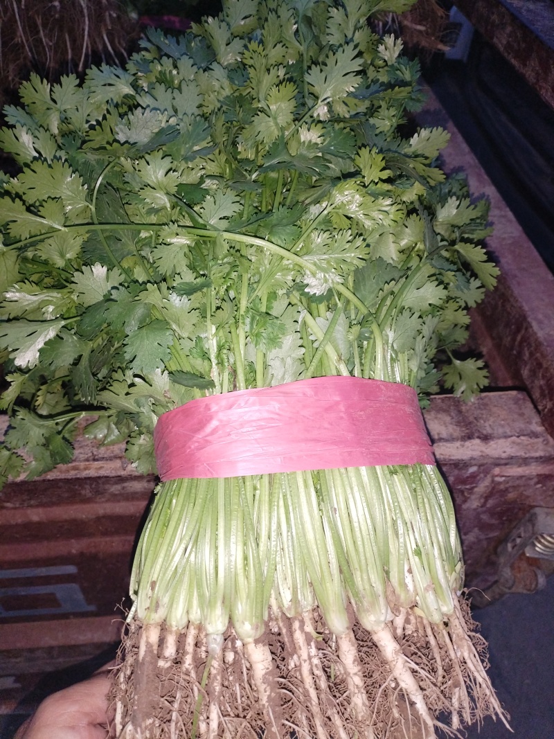 铁杆香菜大量上市产地直发一手货源保质保量