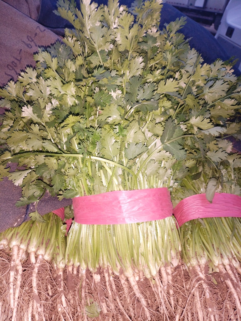 铁杆香菜大量上市产地直发一手货源保质保量