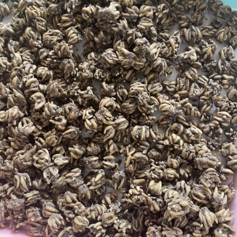 精品猫爪