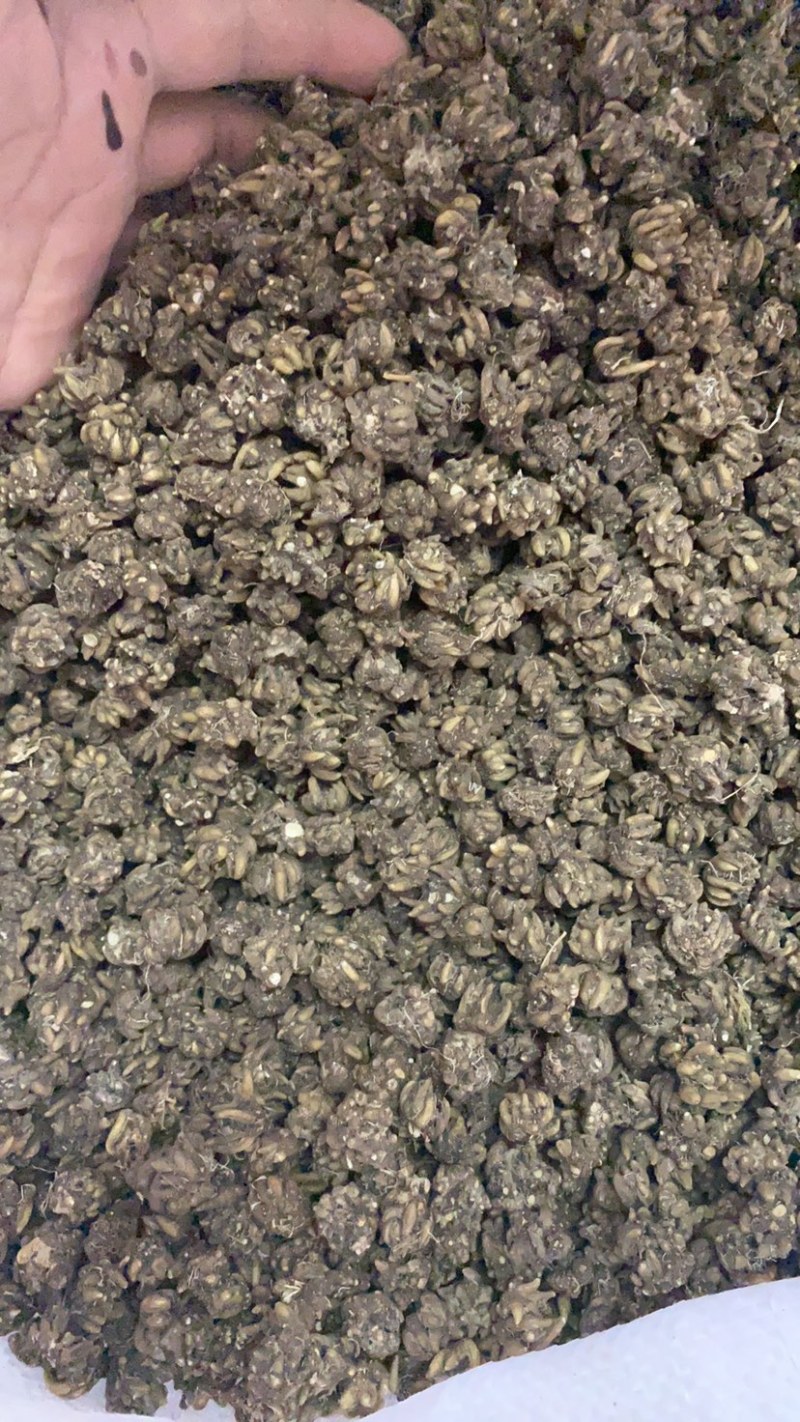 精品猫爪