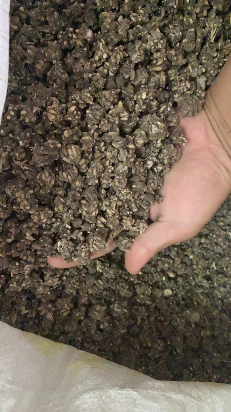 精品猫爪