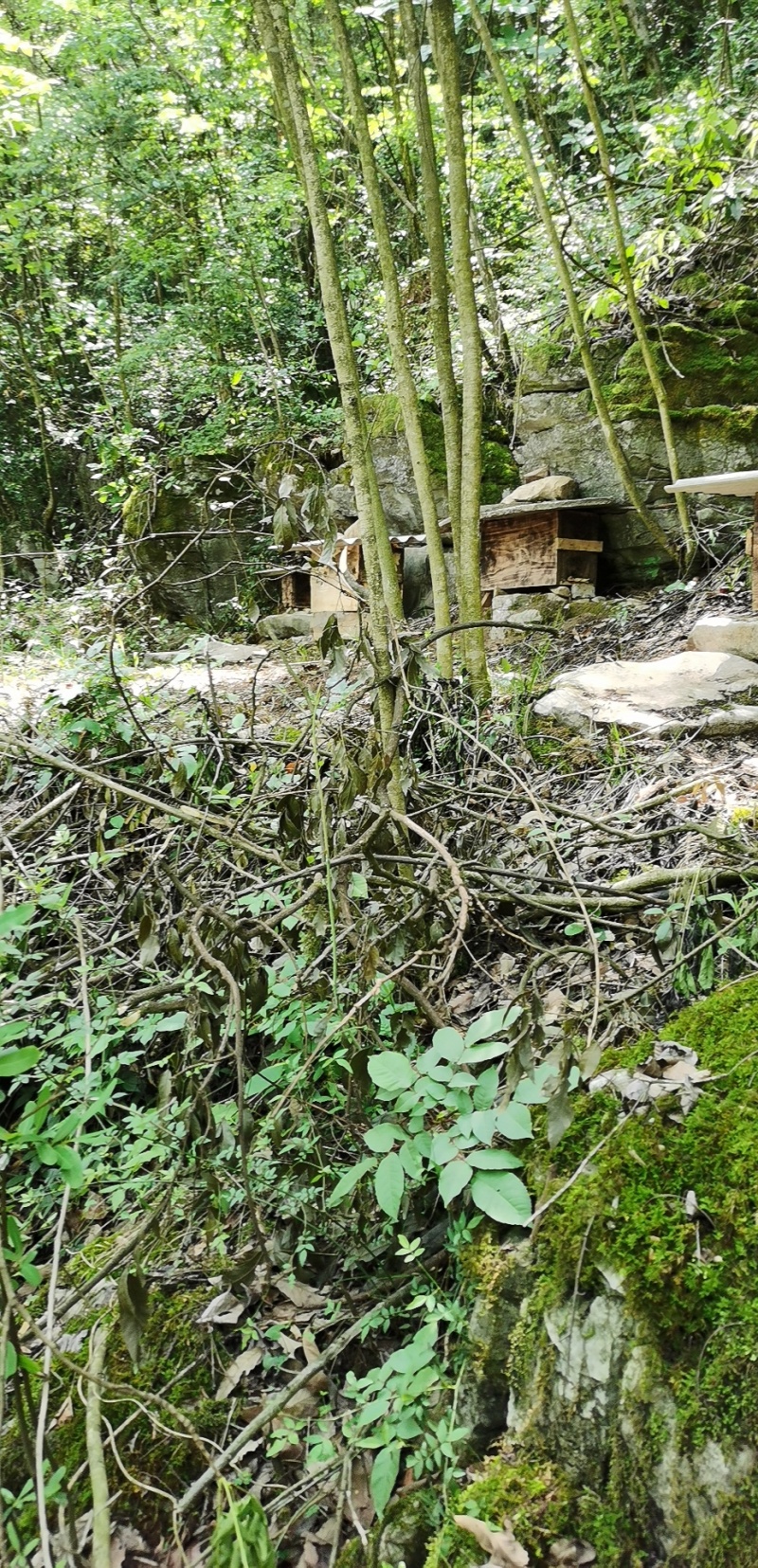 贵州野生土蜂蜜新鲜上市可视频看货量大从优