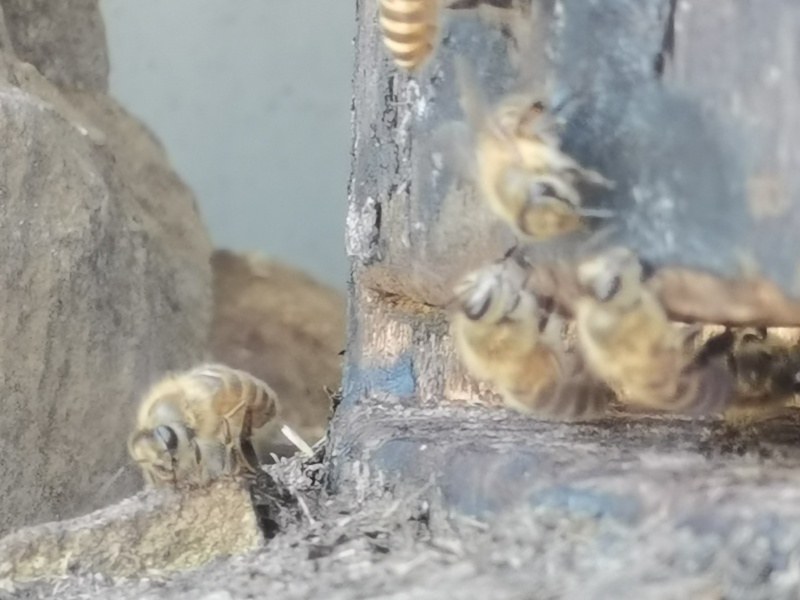 贵州野生土蜂蜜新鲜上市可视频看货量大从优