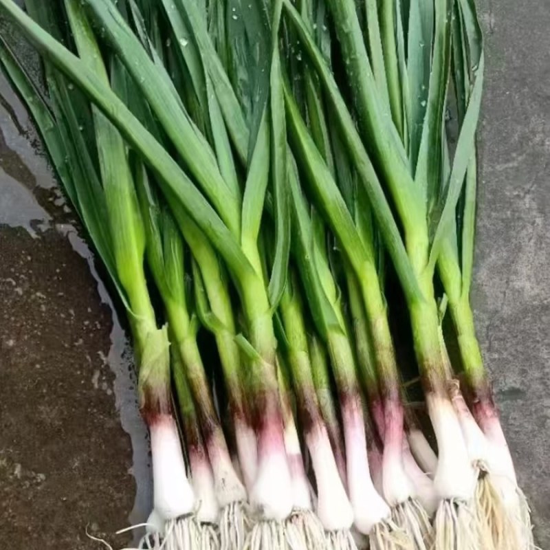 新苗一点红蒜苗大量上市/水洗/土货/承接各种商超电商团购