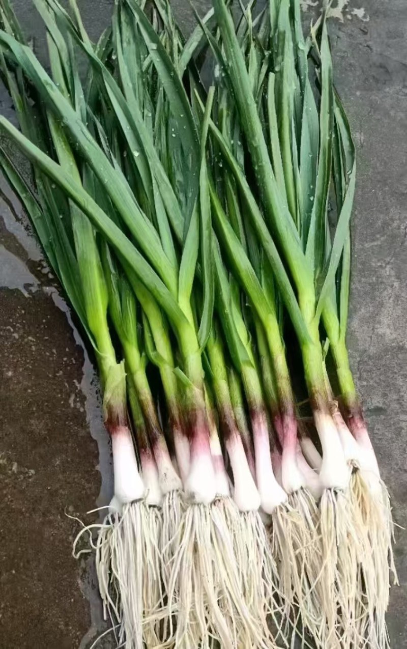 新苗一点红蒜苗大量上市/水洗/土货/承接各种商超电商团购