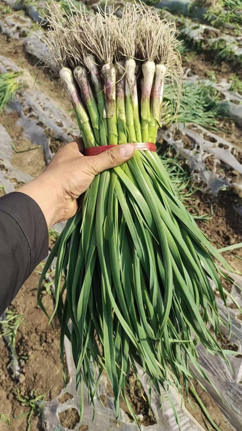 新苗一点红蒜苗大量上市/水洗/土货/承接各种商超电商团购