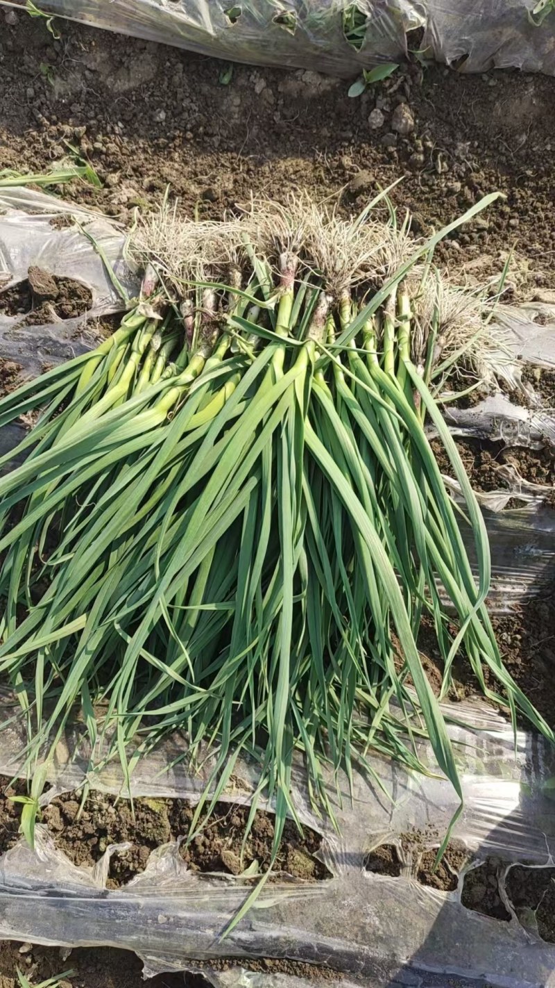 新苗一点红蒜苗大量上市/水洗/土货/承接各种商超电商团购