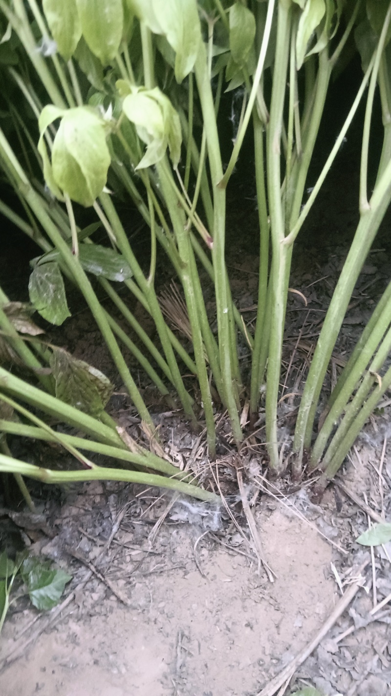 白芍纯精品线蒲棒白芍5年大田自家白芍
